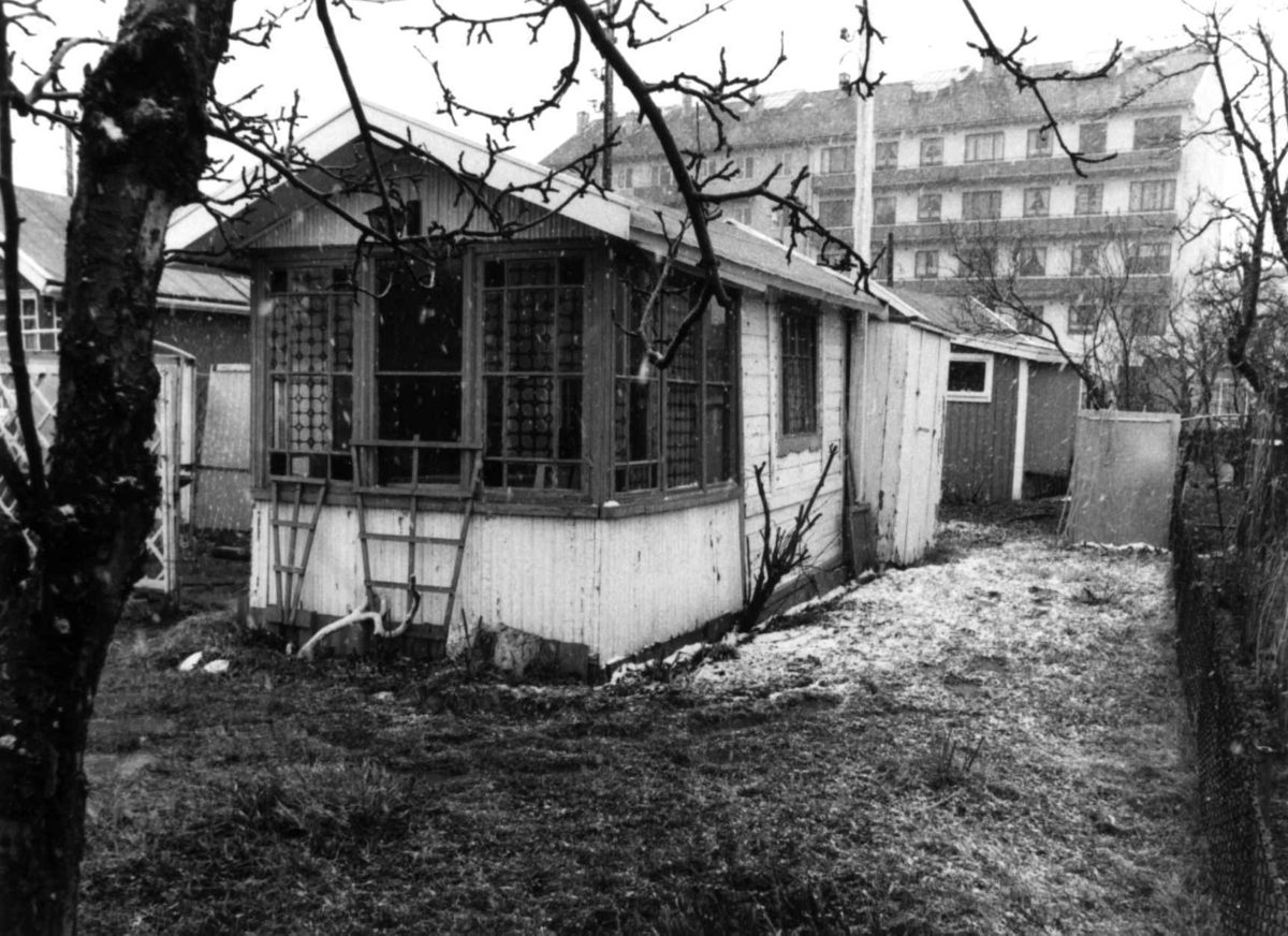 Etterstad Kolonihage, Oslo 1981. Kolonihagehus med hage. Syd og østvegg.