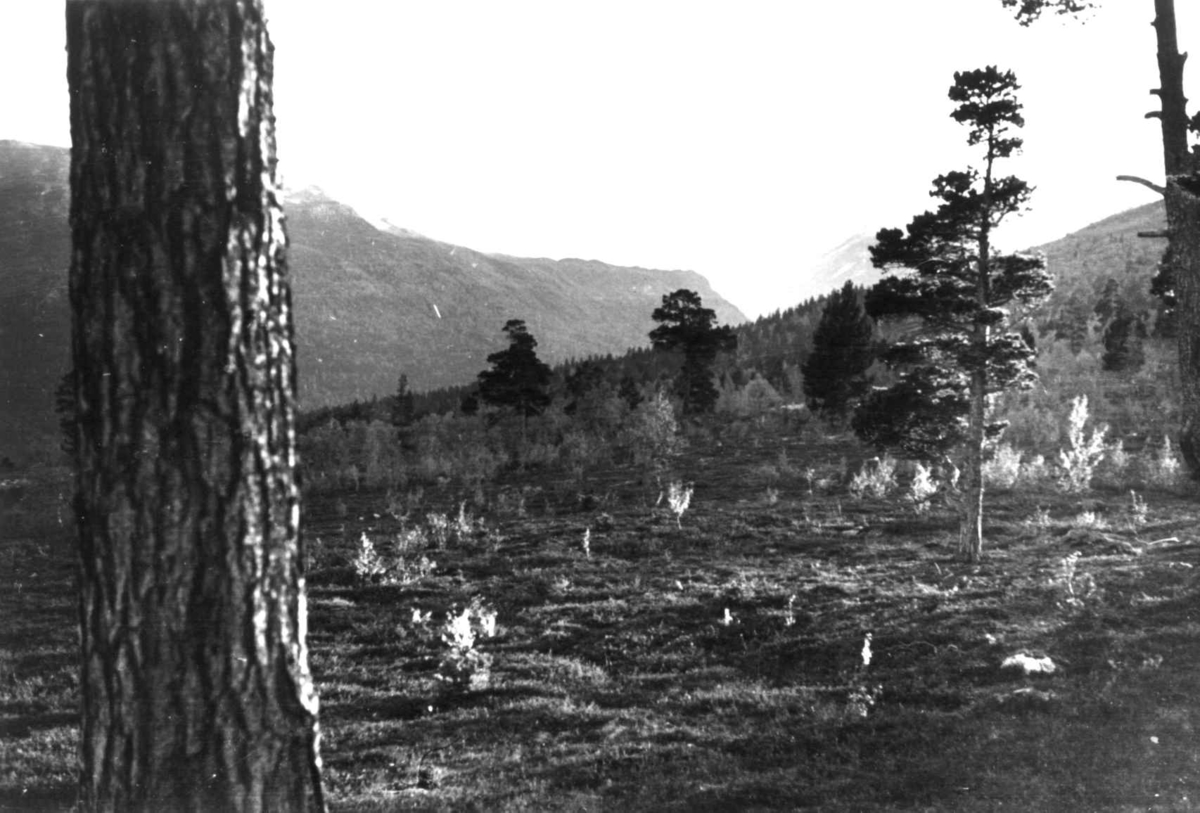 Bråtådal, Skjåk, Oppland 1941. Landskap.