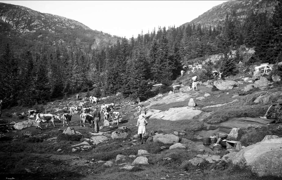 Seterliv i Haglebu 1940.  Buskapen er ute på beite.