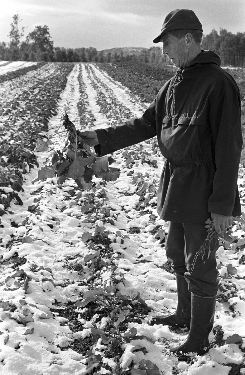 Serie. Uår i jordbruket i Tana, Finnmark. Fotografert sept. 1968.