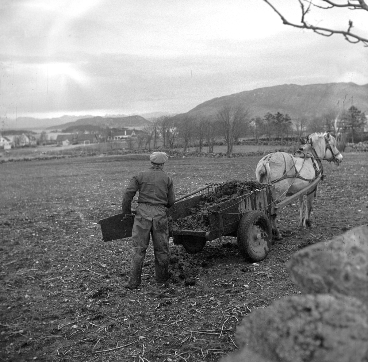 Jæren, 01.04.1957, våronna er i gang. Hest og vogn.