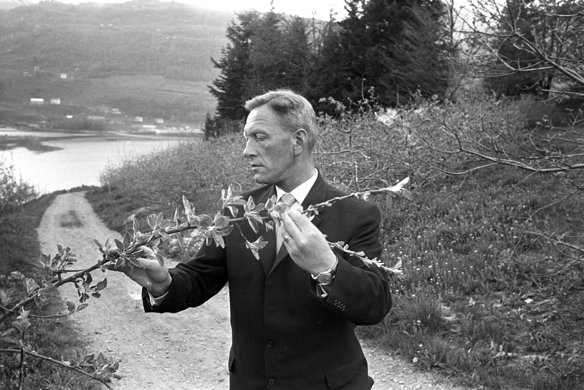 Serie. Hjeltnes hagebruksskole, Ulvik, Hordaland. Fotografert mai 1965.