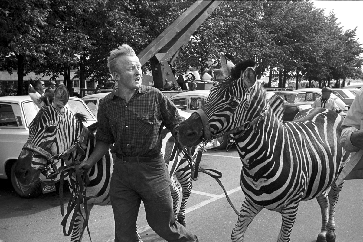 Serie. Cirkus Berny har dyreparade, med hester, sebraer og elefanter, gjennom Oslo. Fotografert august 1968.