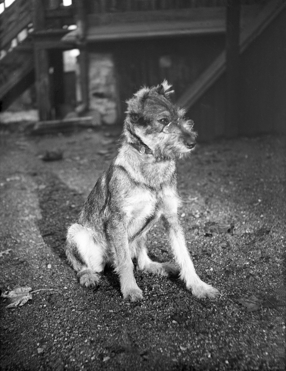 Hunden Topsy med briller. Fotografert 1923.