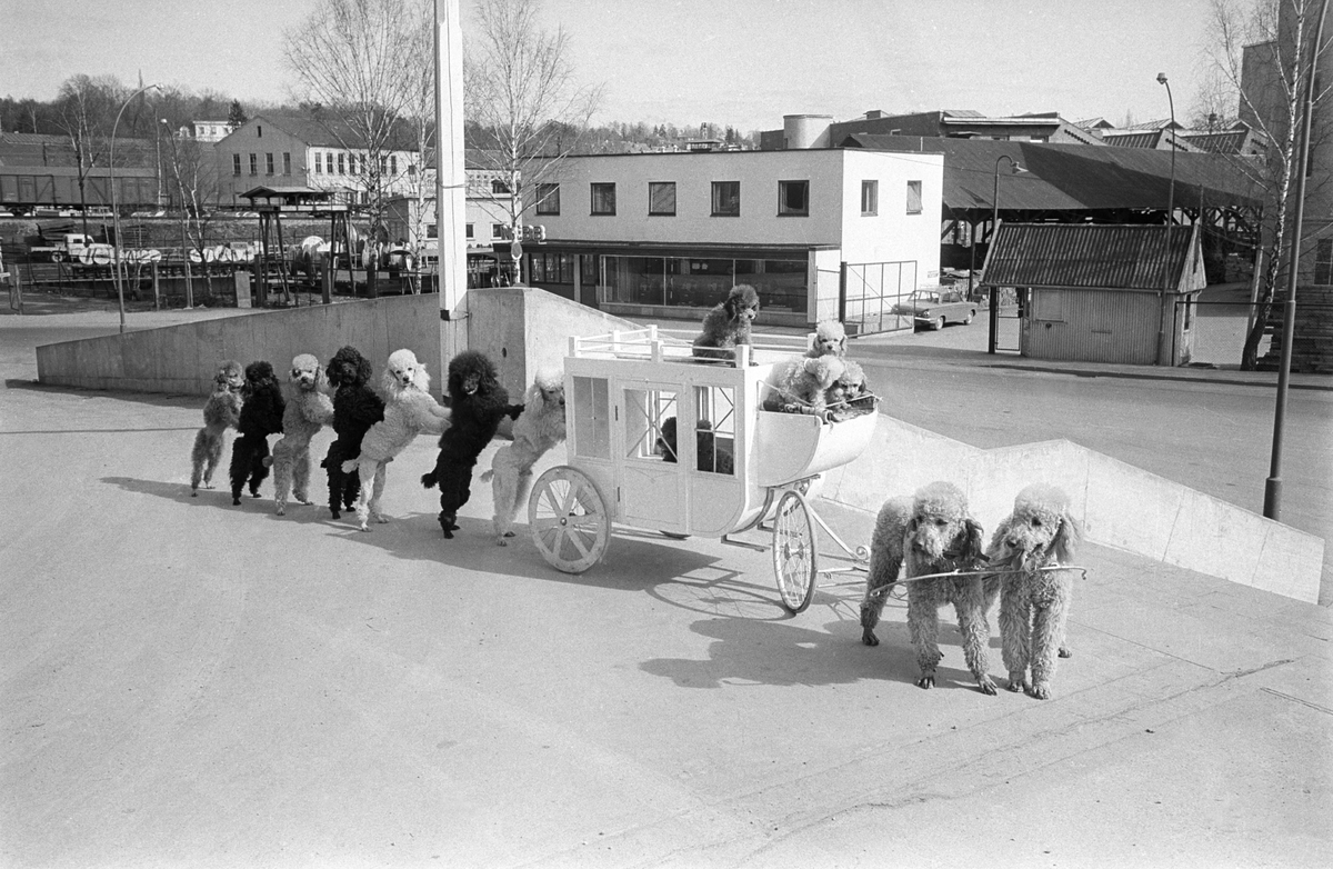 Pudler på rekke og rad står på to ben etter en liten vogn, karet, med valper. Sirkus Schumann viser ett av sirkusnumrene med pudler under sitt besøk på Sjølyst i Oslo i april 1965.