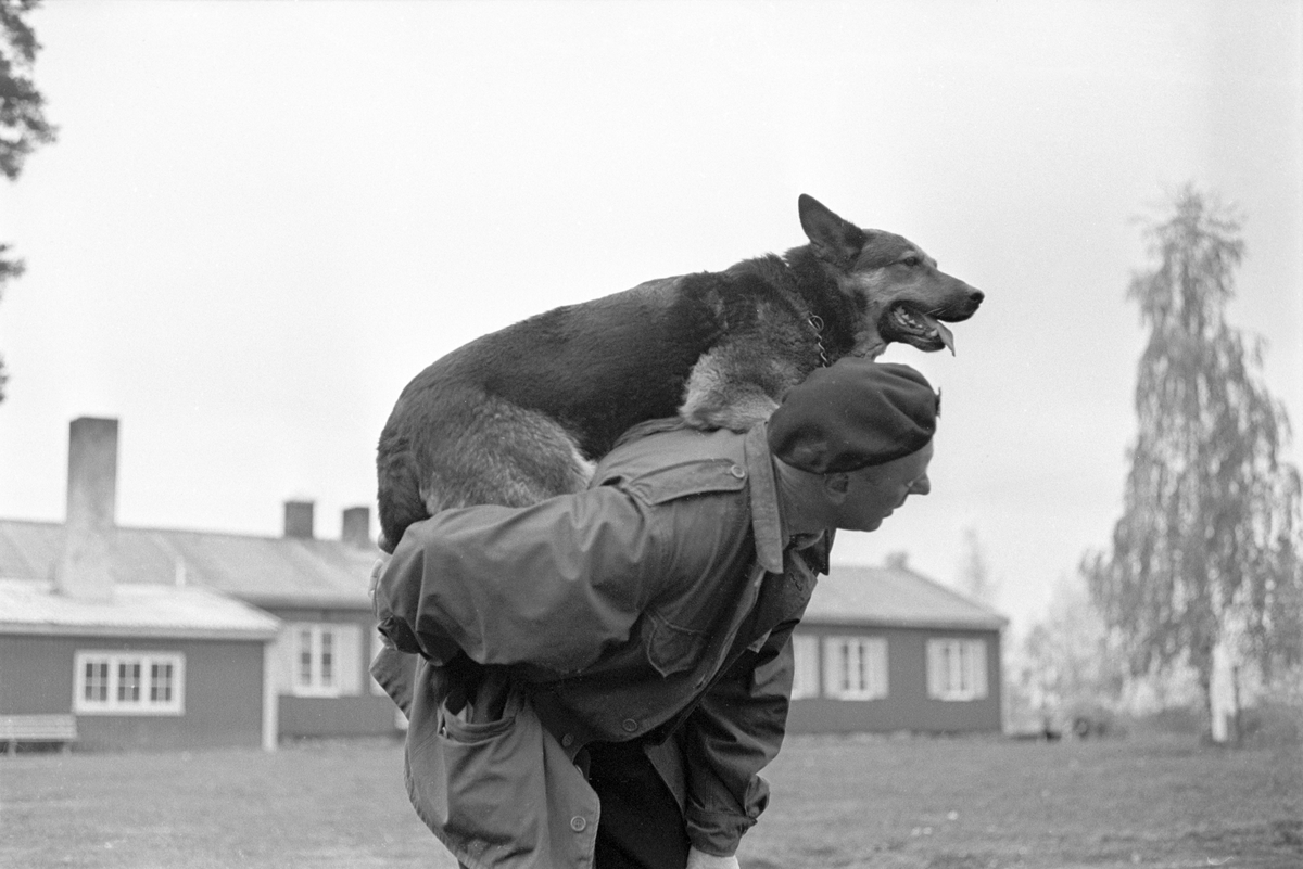 Schæferhund sammen med en politimann. Trening av hunder ved Politiets Hundeskole på Ilseng ved Hamar i oktober 1961.