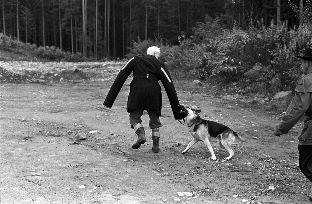 Schæferhund under opplæring. Trening av hunder ved Politiets Hundeskole på Ilseng ved Hamar i oktober 1961.