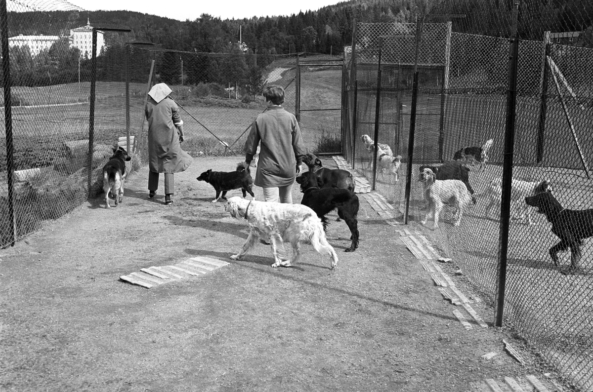 En flokk med hunder i luftegård sammen med to av de ansatte på Standal Hundepensjonat i Hakadal, 10. august 1968. Til venstre i bakgrunnen skimtes Glittre Sanatorium.