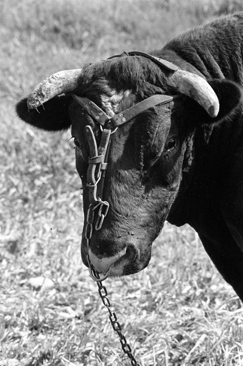 Okse, stut med ring i nesen.  Statens okseavlsstasjon på Hamar 1967.