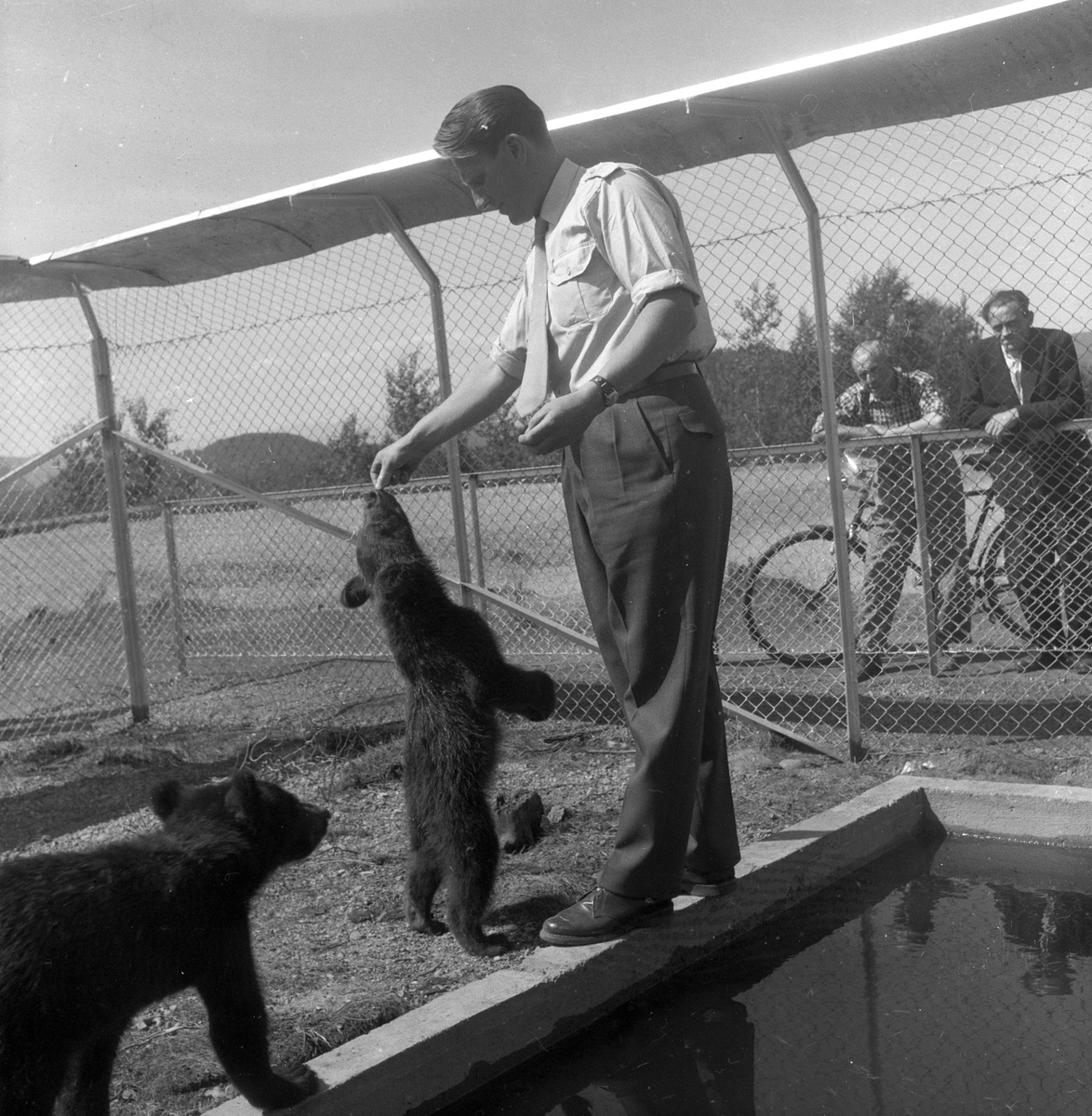 To bjørnunger som mates i dyrepark i Skien.
Fotografert 1958.