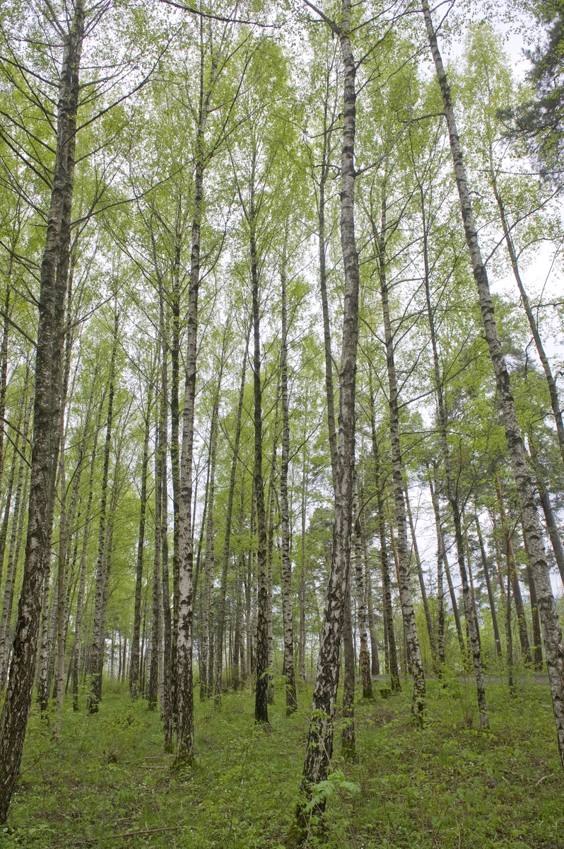 Bjørketrærne er sprunget ut i Kongeskogen, Bygdø kongsgård. Fotografert ...