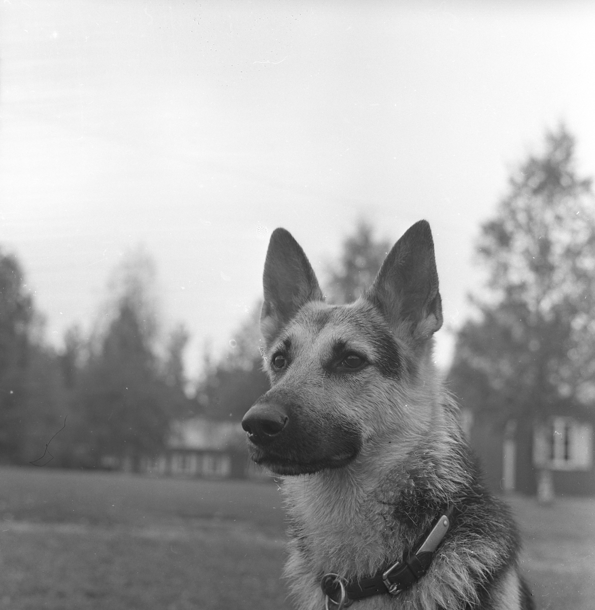 Politihund-konkurranse ved Hamar.
Fotografert 1963