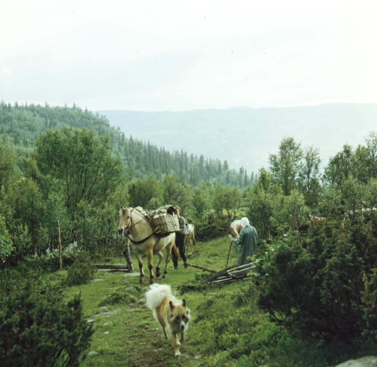 Buføring hos Eilif Hefte i Ål i Hallingdal, 1963.