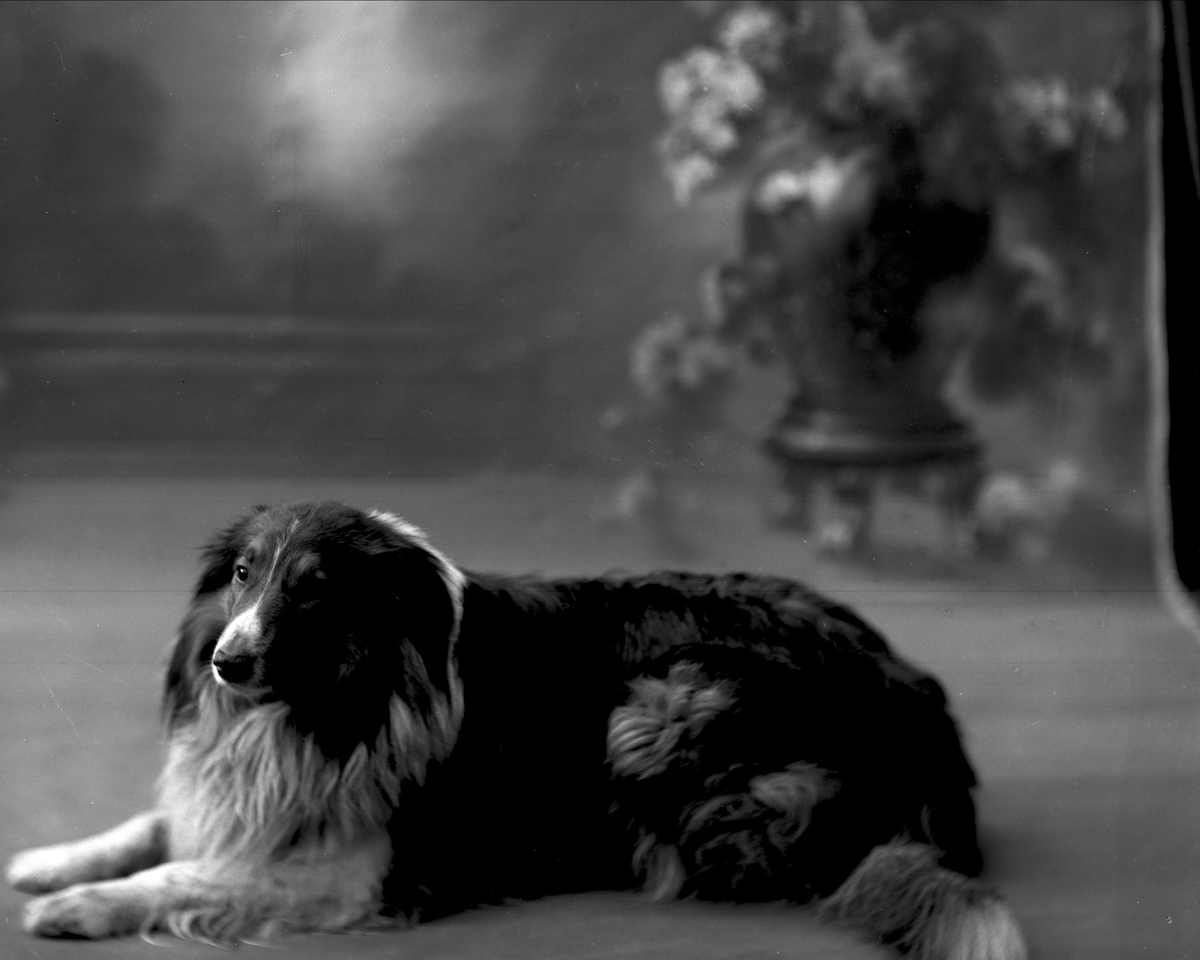 Portrett, general Bratlies hund, en collie.