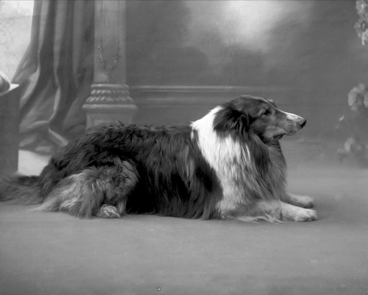 Portrett, general Bratlies hund, en collie.