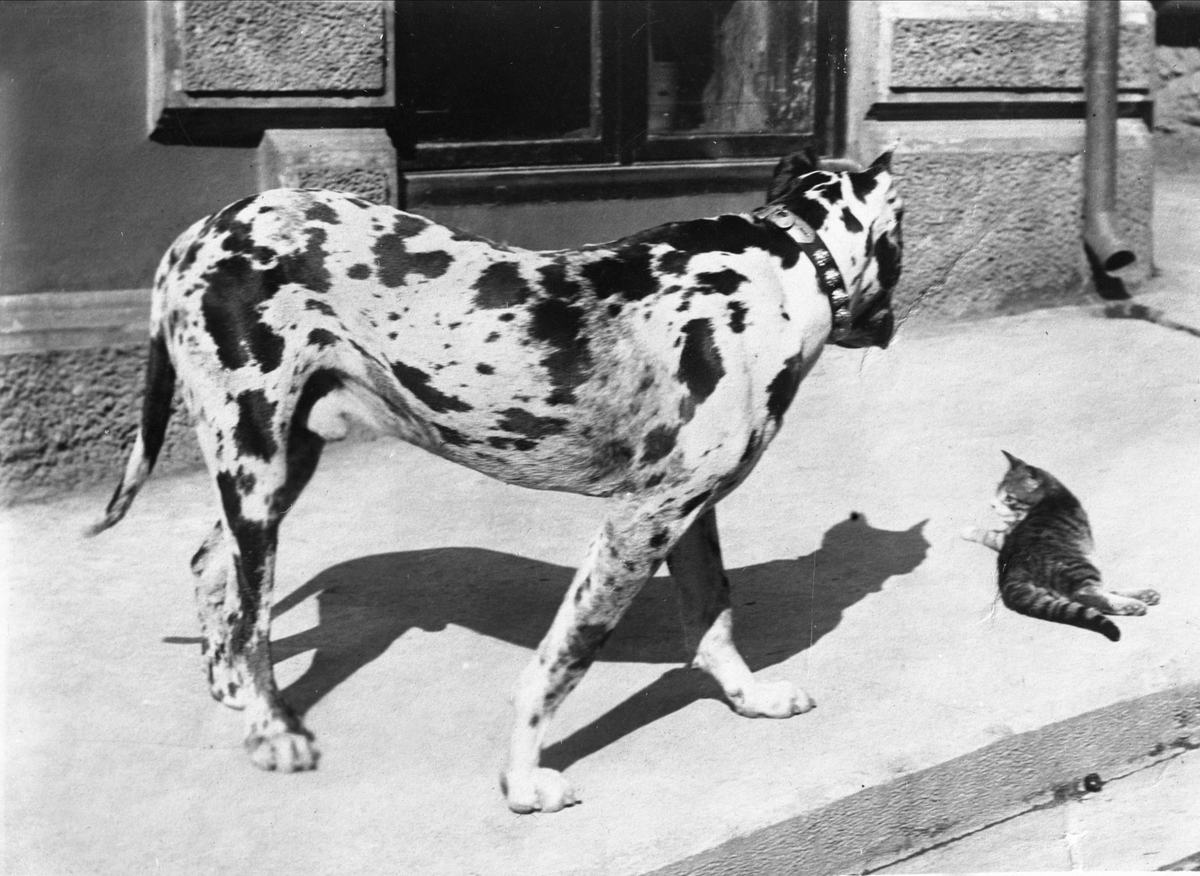 Portrett, stor hund og liten katt på fortau. Friis' hund.