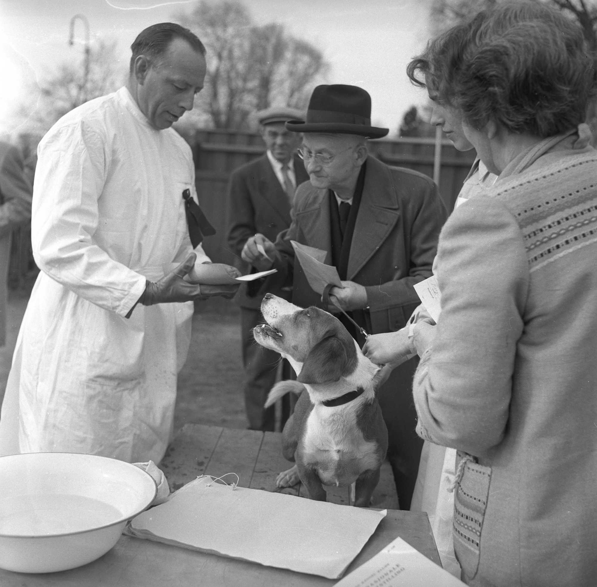 Hund på hundeutstilling. Frogner, Oslo, mai 1956.