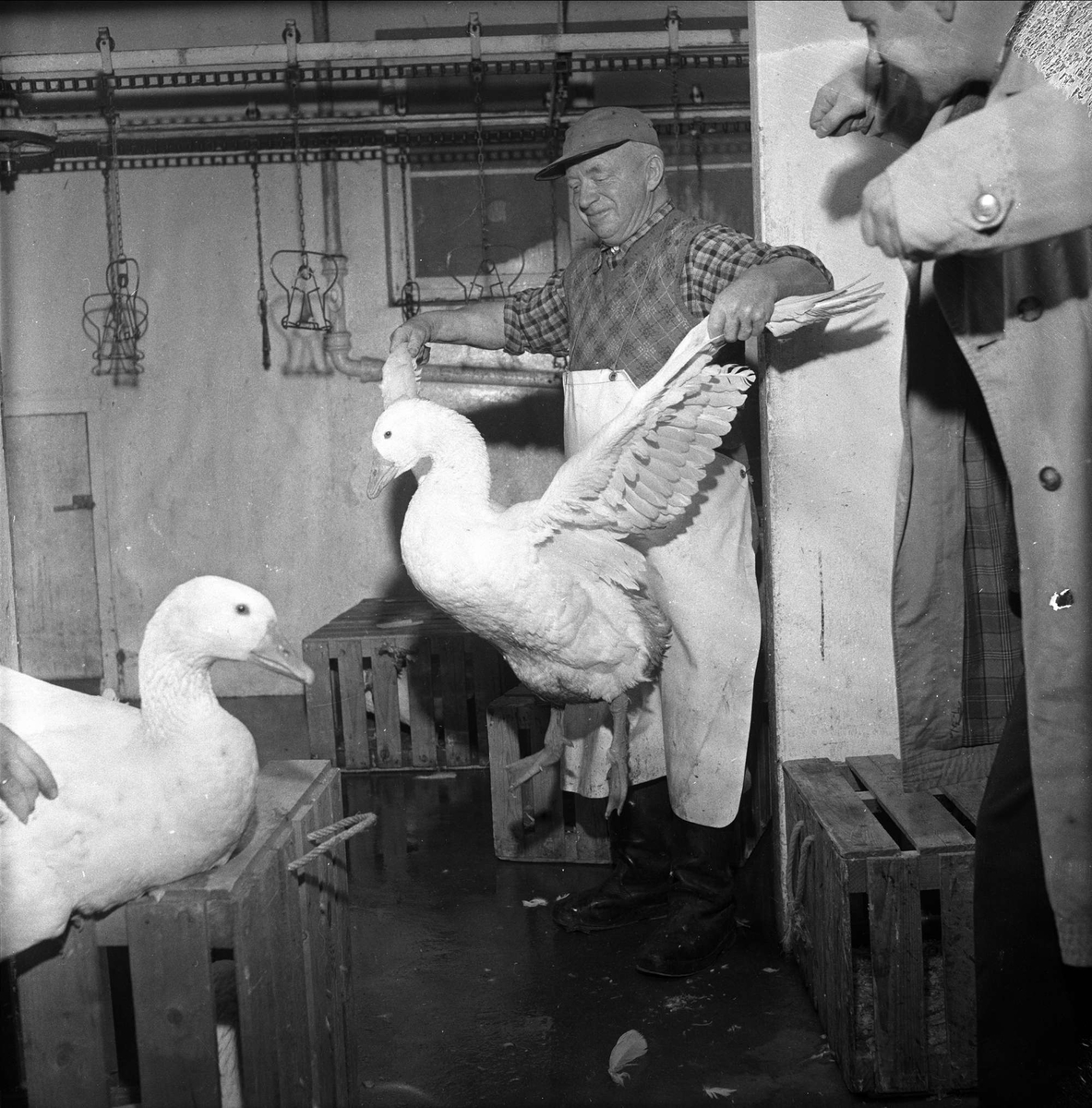 Mortensgås i Rakkestad, slakteferdige gjess, Rakkestad, 10.11.1958