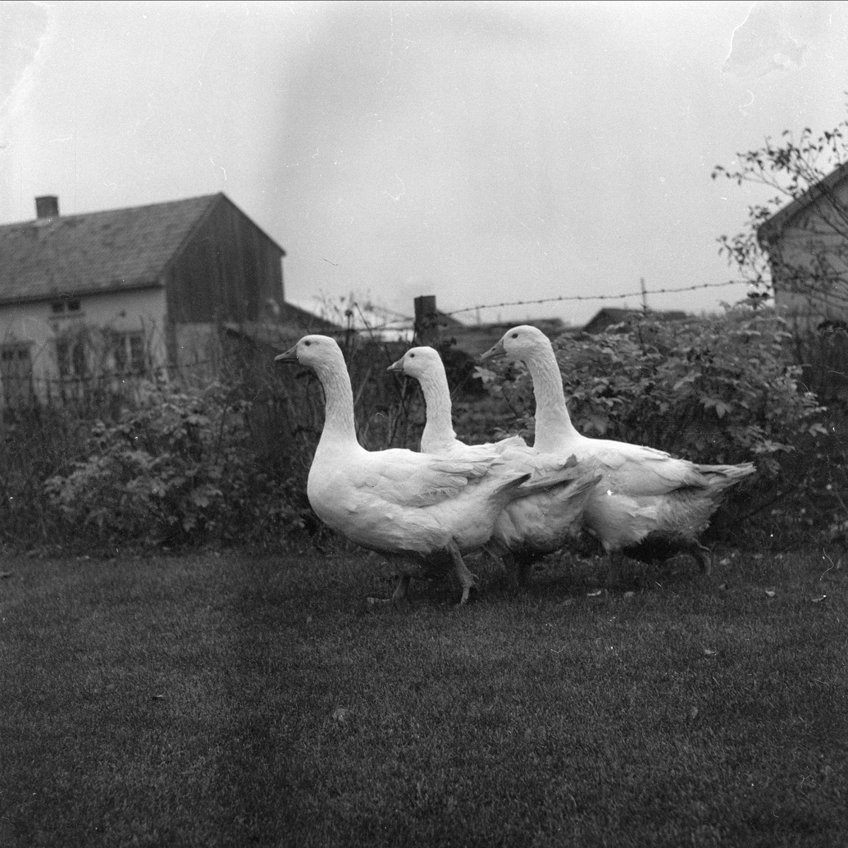 Mortensgås i Rakkestad, slakteferdige gjess, Rakkestad, 10.11.1958