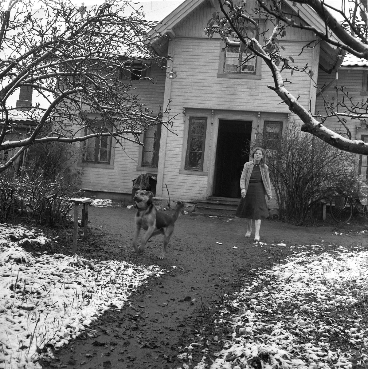 Dame og hund, aktiviteter i hagen, hus i bakgrunnen, Stange, november 1958.