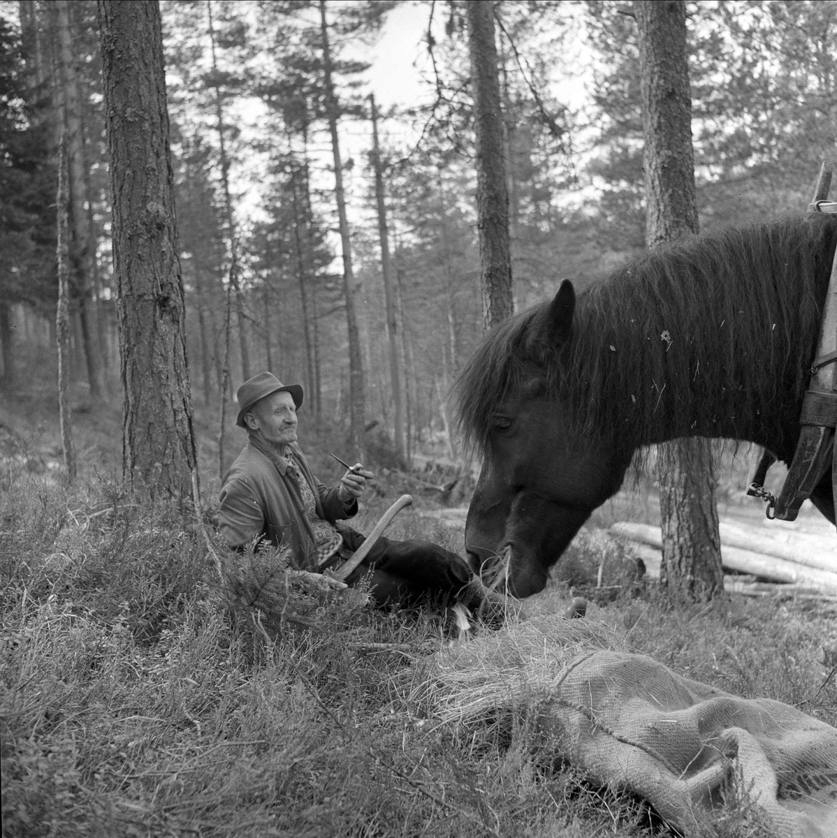 Hest og slede, skogsarbeid i Setesdal, Aust-Agder, 25.04.1959.