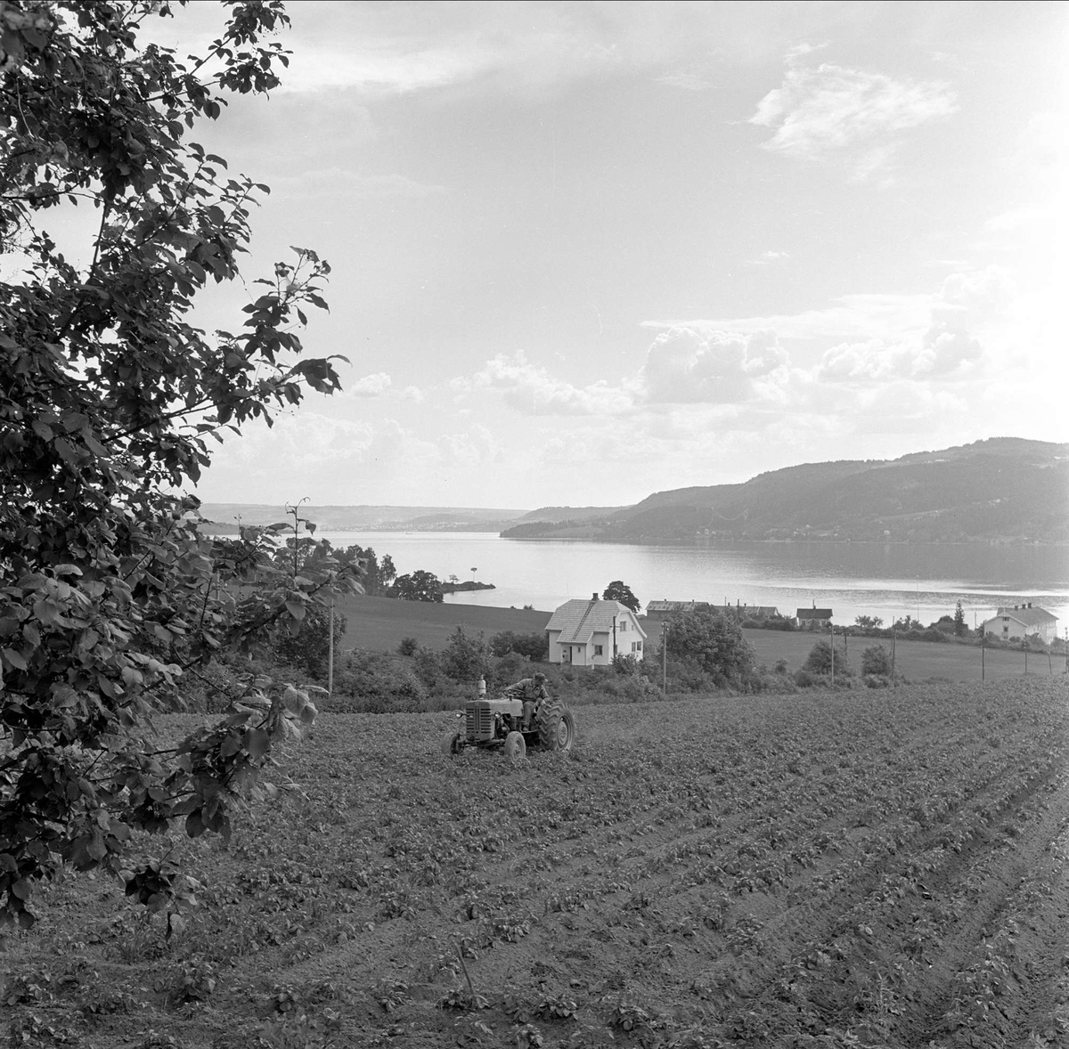 Nord-Fron, Oppland, 20.06.1961. Traktor på jorde.