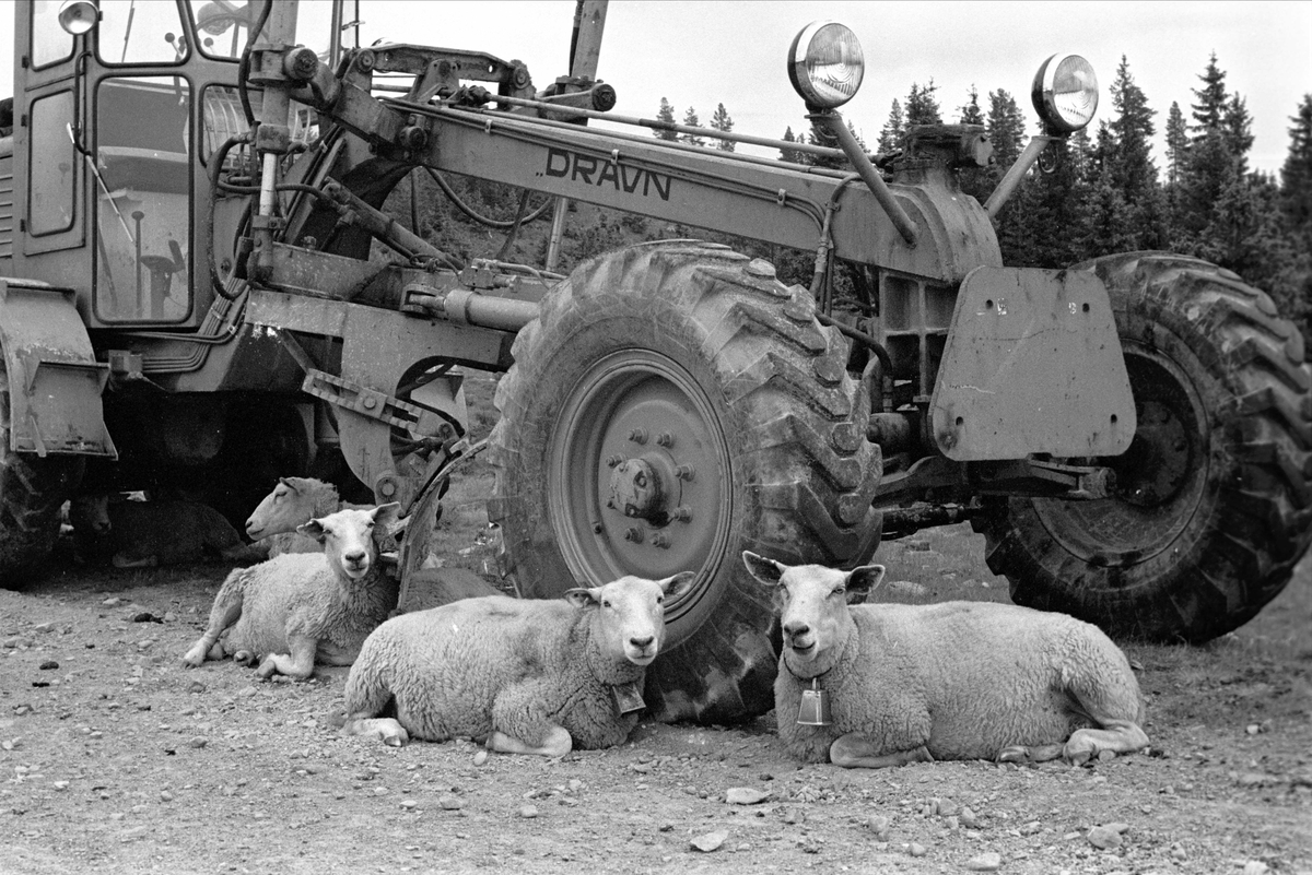 Birkerbeinervegen, Stor-Elvdal, juni 1967. Sauer og veiskrape.
Veihøvelen er en Dravn EH1 bygget ved Drammens Jernstøperi & Mek. Værksted i 1960-61.