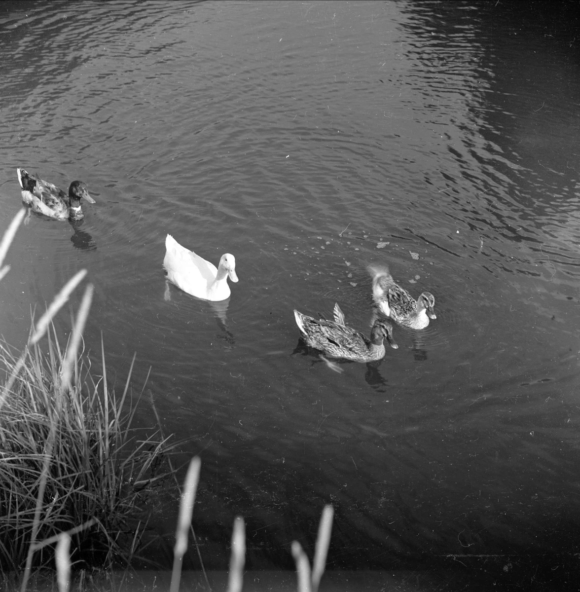 Bugårdsparken, Sandefjord, Vestfold, juli 1951. Ender.