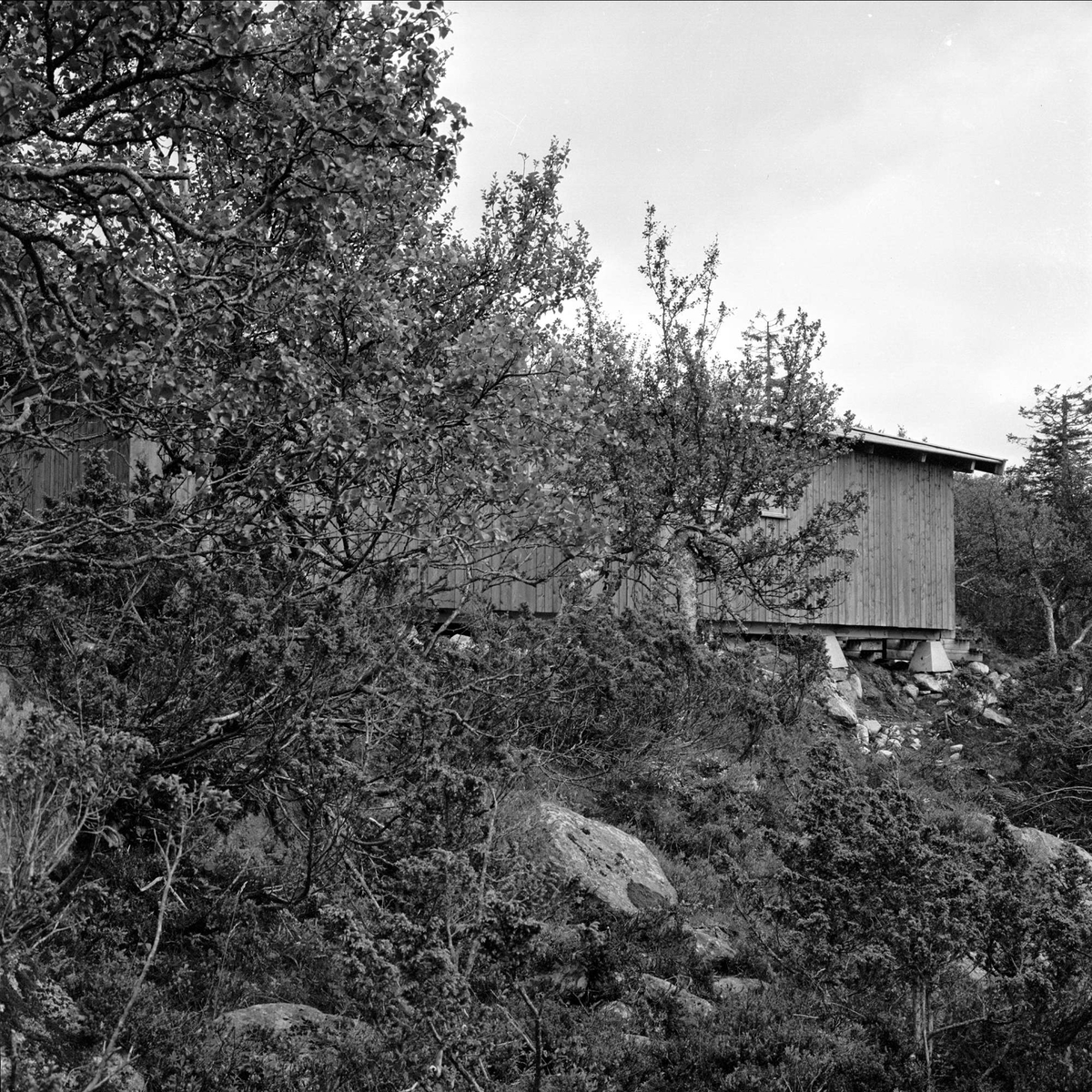 Trysil, Hedmark, august 1964. Hus bak busker.