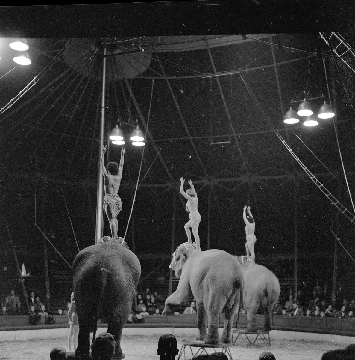 Oslo, september 1957, Sirkus Scott i byen, med elefanter, kameler, hester og sirkusartister.