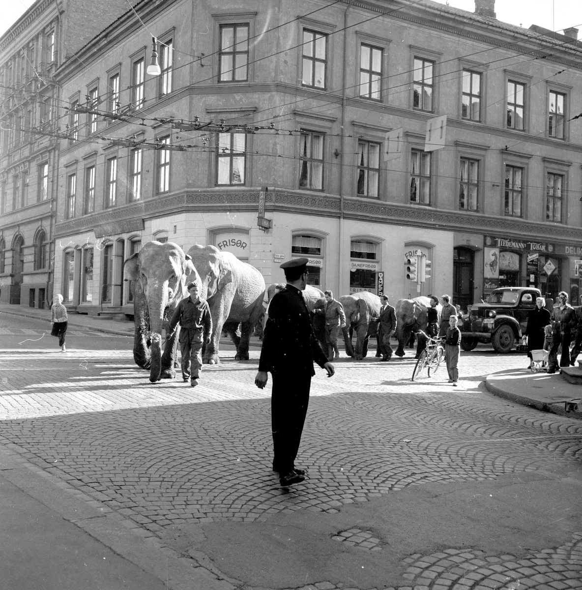 Oslo, 27.09.1954, Sirkus Zoo i Oslo, elefanter i byen.