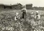 Små flickor plockar blommor på ängen. Leksand, Dalarna.