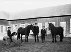 Prästgårdsarrendator Samuel Karelius söner fr. h. Albert, Olander och Gunnar Karelius. lima, Dalarna.