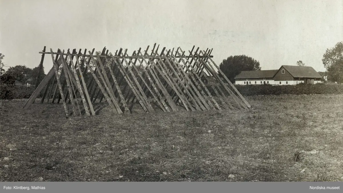 Lau socken, Koparve, Gotland. Jordbruk, slåtter. "Kauprä, Lars Nilssons hässja".