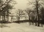 Vinterlandskap vid Stora Skuggan. 1899
