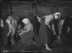 Boskapsskötsel i ladugården. Kvinna sitter och mjölkar en mager ko medan barfota flicka mockar. Mangskogs socken, Värmland, 1911. Bildtext (ur N. Keyland: Svensk Allmogekost, 1919): 