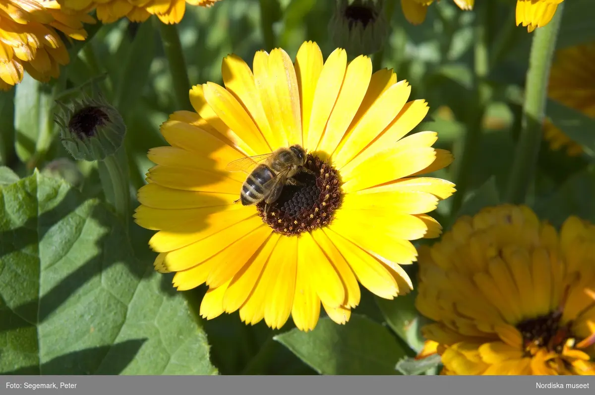 Örtagården och köksträdgården med  köksväxter och örter: Stockrosor, Ringblomma,  kål, röd- och gulbetor mm, Julita gård, sommarsäsongen 2009. 