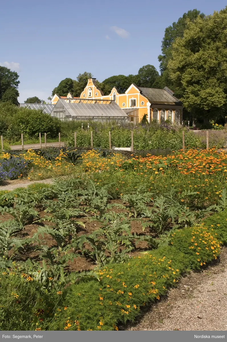 Örtagården och köksträdgården med  köksväxter och örter: Stockrosor, Ringblomma,  kål, röd- och gulbetor mm, Julita gård, sommarsäsongen 2009. 