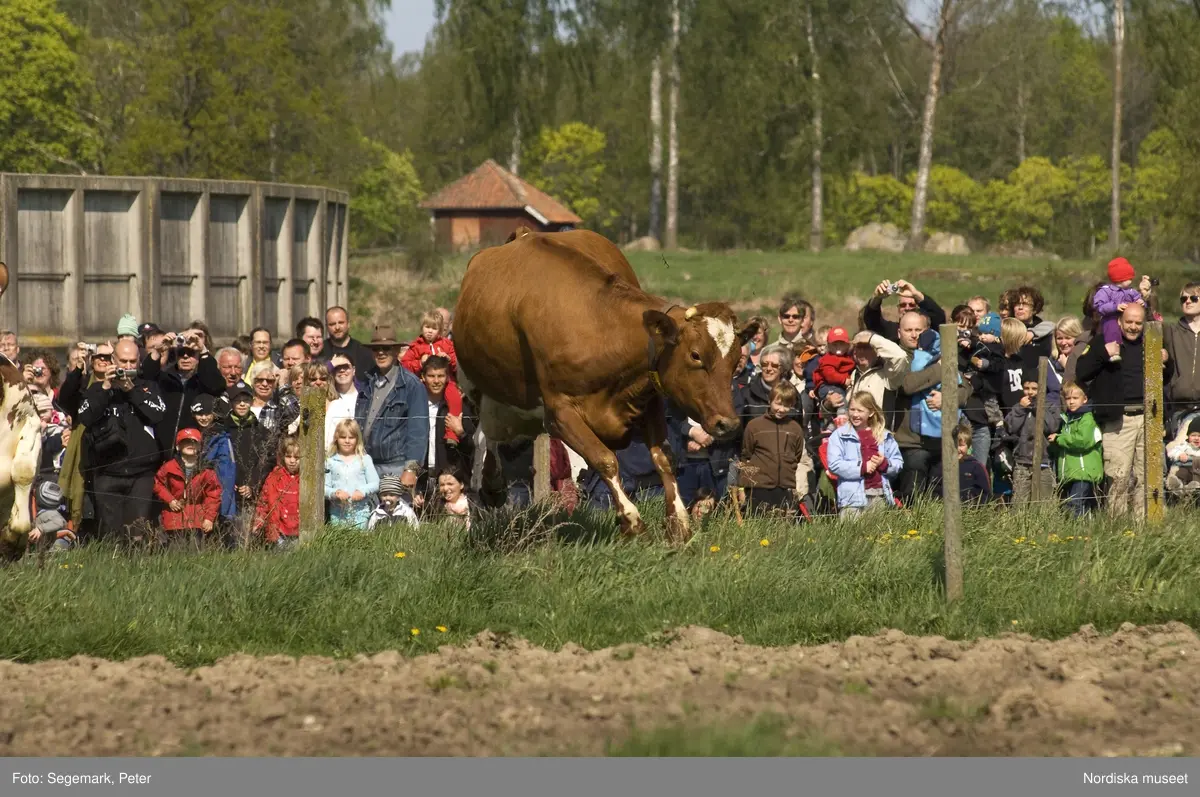 Kor, kosläpp, korna släpps ut på  bete, Julita gård, maj, 2009. 