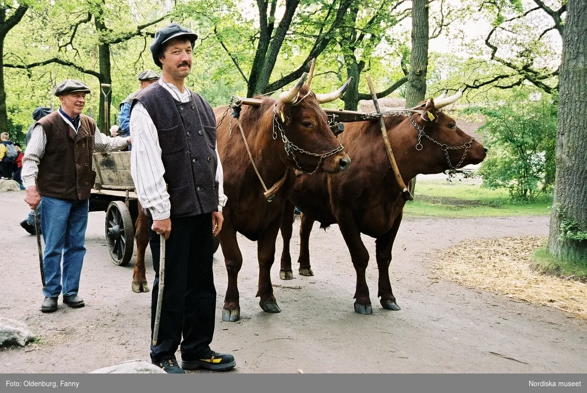 Dragoxarna Lasse och Bosse från Frödinge hembygdsförening visas upp på Skansen.