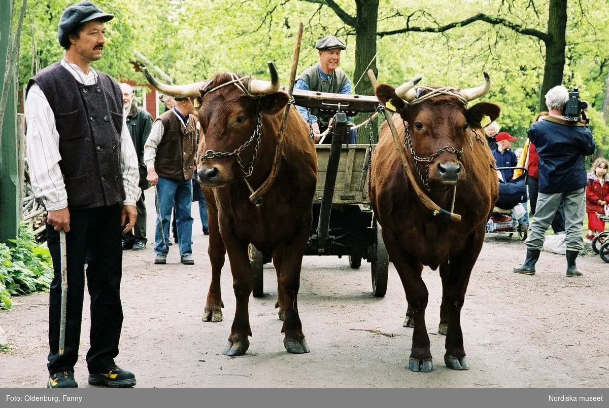 Dragoxarna Lasse och Bosse från Frödinge hembygdsförening visas upp på Skansen.