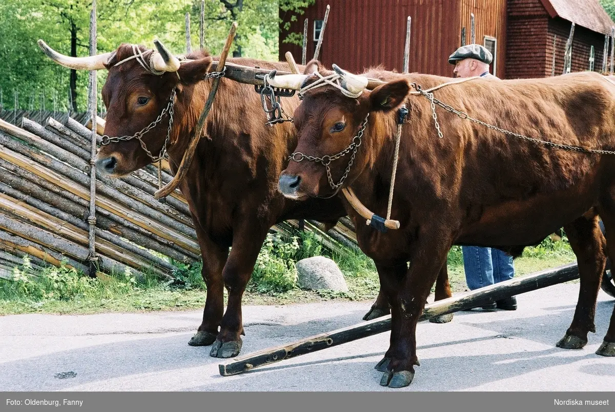 Dragoxarna Lasse och Bosse från Frödinge hembygdsförening visas upp på Skansen.