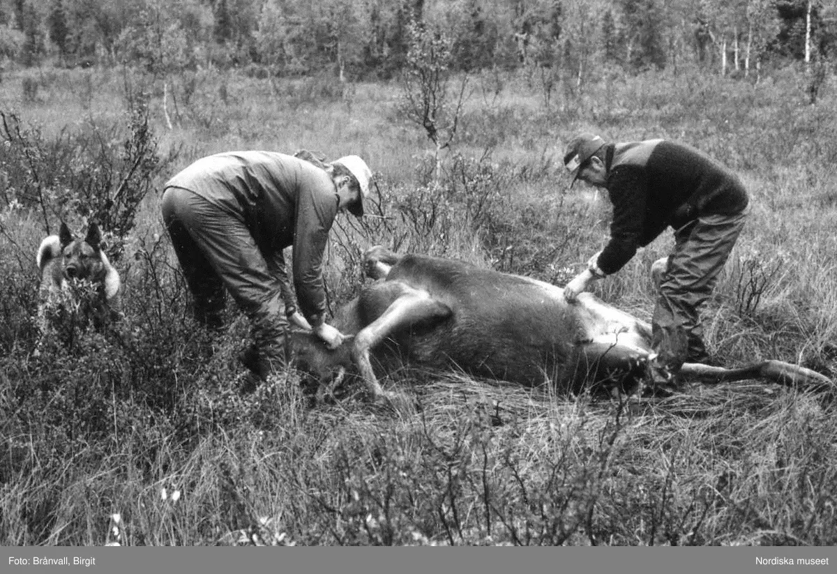 Storuman 1984. Älgjakt. Dokumentation i samband med filminspelning "Med kroppen i tärorten och själen i naturen".