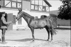 En av löjtn. Harald Strömfelts bästa tävlingshästar som deltog i olympiaden i Berlin 1936.