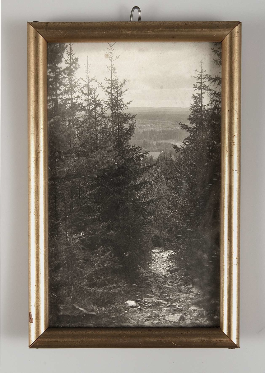 Inramat och glasat svartvitt fotografi. Motiv: ett skogslandskap med granar i förgrunden. Fotografiet stämplat: GEHRMANS FOTOGRAFIAFF. HOFFOTOGRAF. HEDEMORA. Prydnadsram av förgyllt trä. Bakstycke av papp. Blyertstext på bakstycket: "Från Sjulsbo klack (bortåt)".