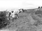 Konrad Elowsson mjölkar en ko, Rösta, Villberga socken, Uppland 1918