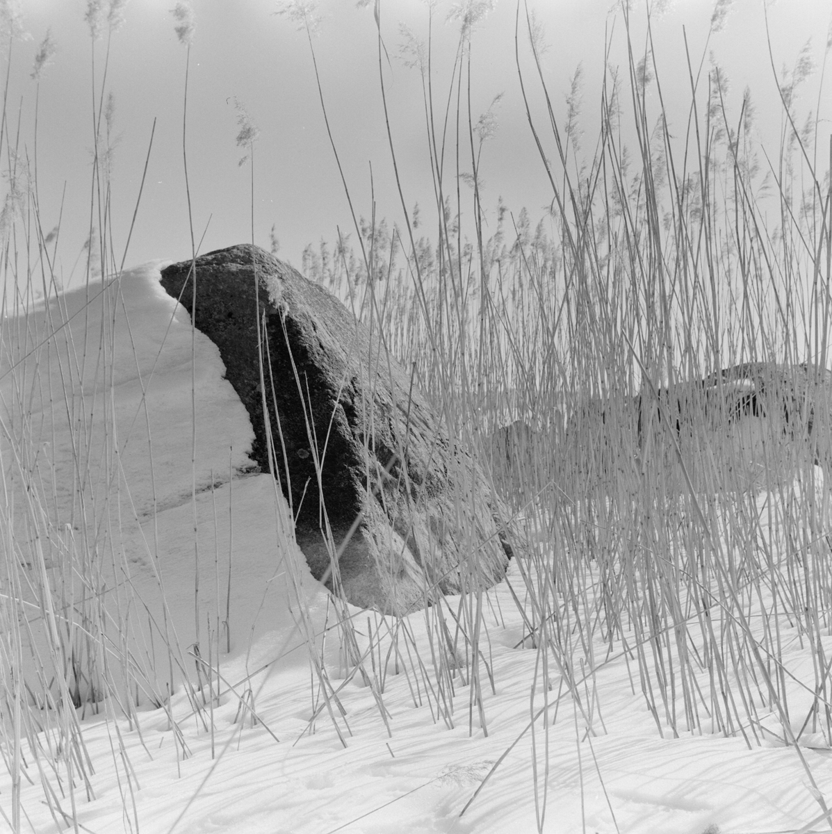 Berghäll vid Mälarens strand i Fagerudd, Enköping, Uppland 1961