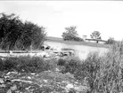 Badhusholmen och Östhammars kallbadhus, Östhammar, Uppland juli 1920