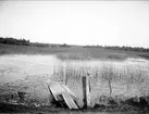 Sannolikt Bruksdammen, Forsmarks socken, Uppland juli 1921