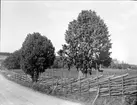 Stora enar vid väg, Väddö socken, Uppland juli 1927